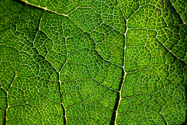 Free Stock Photo of Veiny texture of a vibrant green leaf | Download ...
