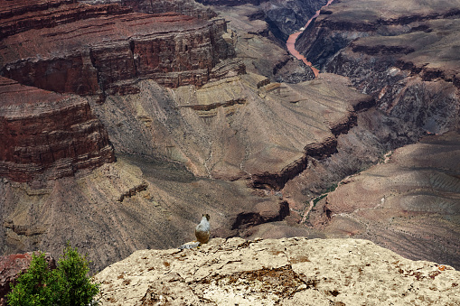 A squirrel is sitting on the edge of the south rim of the Grand Canyon and it appears to be admiring the view of the canyon and the Colorado River off in the distance.