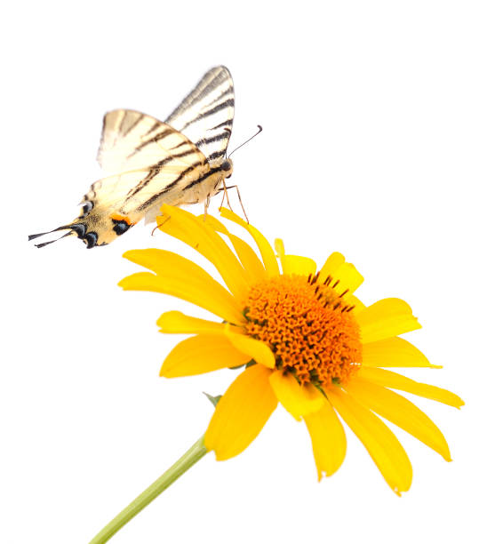 istock Butterfly on yellow flower. 1650871581
