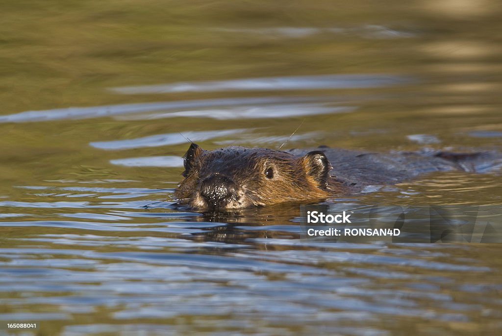 Beaver - Foto de stock de Alasca - Estado dos EUA royalty-free