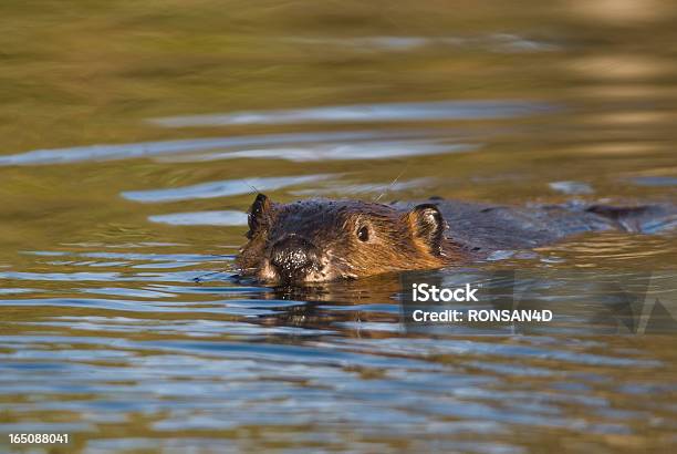 Castor - Fotografias de stock e mais imagens de Alasca - Alasca, Animal, Animal selvagem