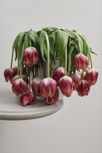 A bouquet of dried flowers in a vase on a table. Dried red tulips in a vase on a white background. Shallow depth of field
