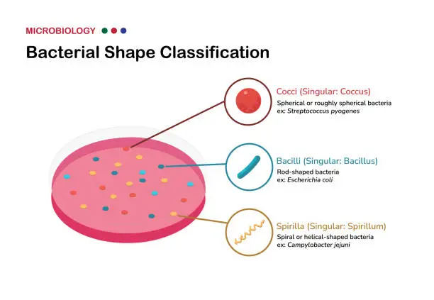 Vector illustration of Bacterial Shape Classification in Microbiology: cocci, bacilli, and spirilla (spirochetes)