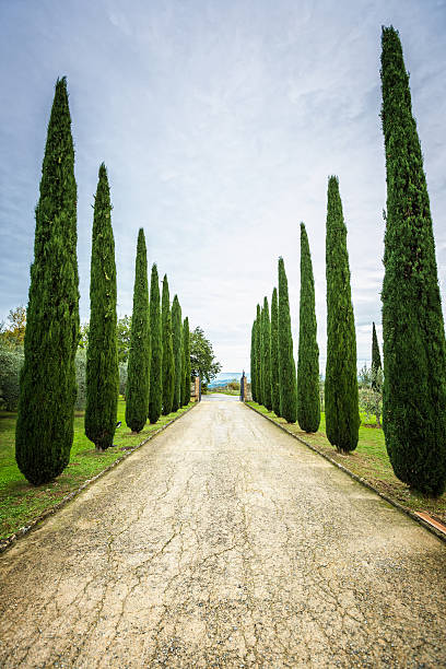 istock Cypress trees,Tuscany, Italy 165090222