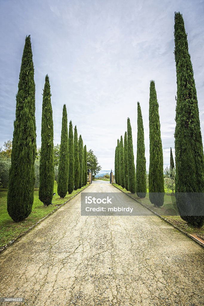 Cypress trees,Tuscany, Italy Cypress trees,Tuscany, Italy. Color Image Stock Photo
