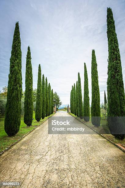 Cypress Treestuscany Italy Stock Photo - Download Image Now - Color Image, Country Road, Cypress Tree