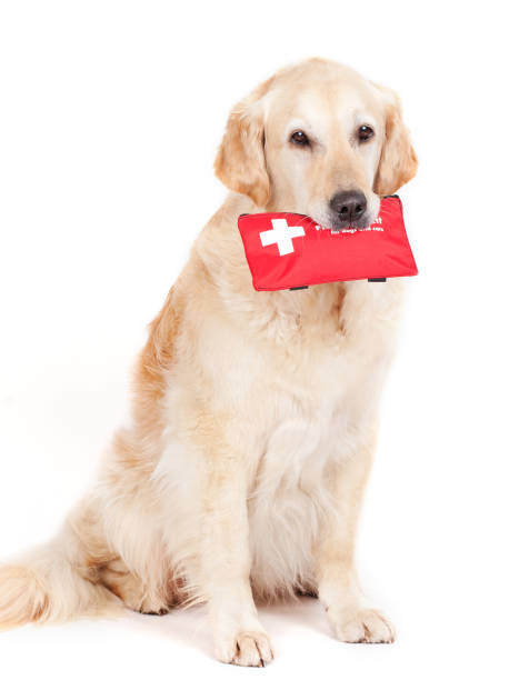 cane e kit di primo soccorso - dog first aid first aid kit assistance foto e immagini stock