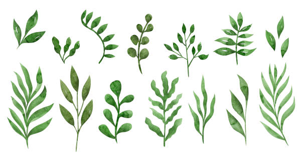 istock Collection of hand drawn watercolor leaves, branches, field plants. 1650908452