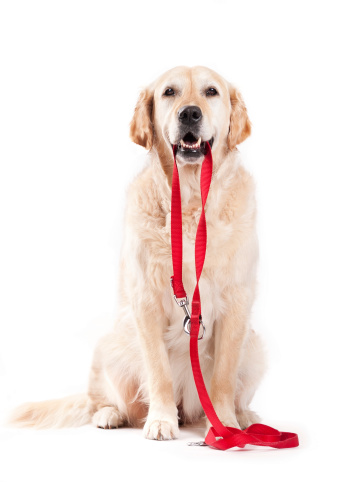 Golden Retriever holding a leash ready for walk,
