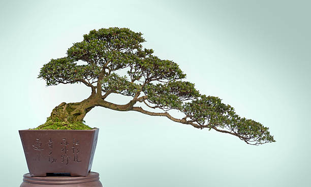 bonsai su bianco - foto stock