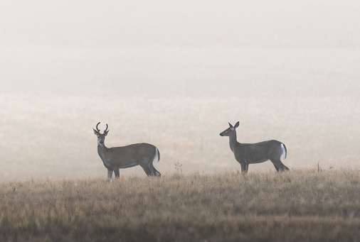 White tailed Deer in the field in the morning mist