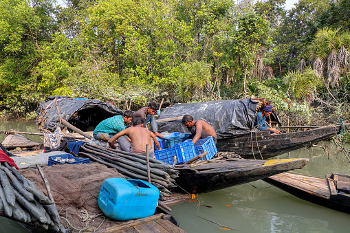 Sundarbans fishermen are sorting and stocking the day's catch in boats.this photo was taken from sundarbans,Bangladesh.
