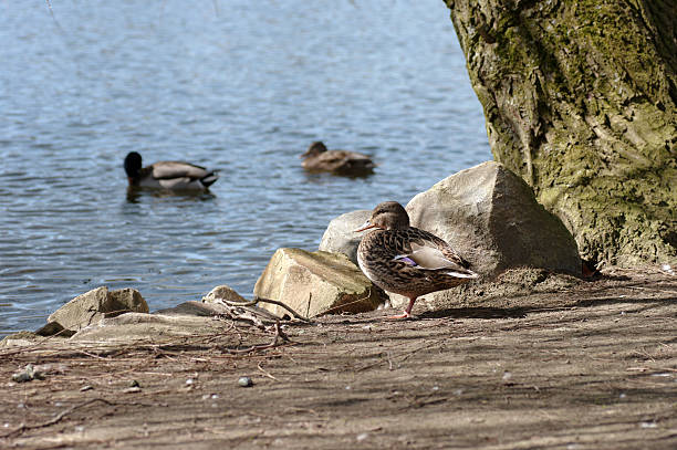 istock Duck in the City park 165094048