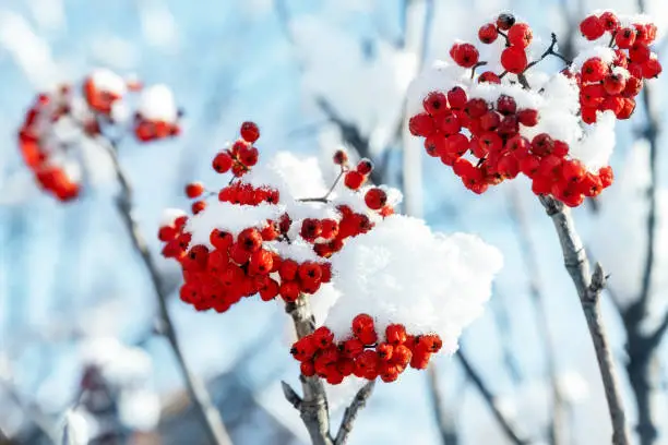 Close-up detail view of beautiful natural red rowan berries bunch snowcapped fresh snow against blue sky on cold winter day. Nature christmas forest decorative ashberry tree background.