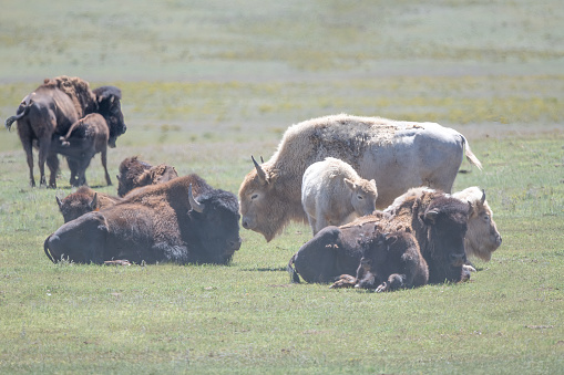 Rare White buffalo in western Colorado, spiritual symbol of Native American people