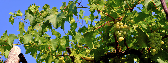 grapevine at the promontory of Genoa Italy