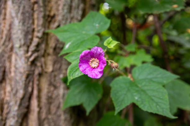 A blooming purple flowering raspberry plant in Ontario.