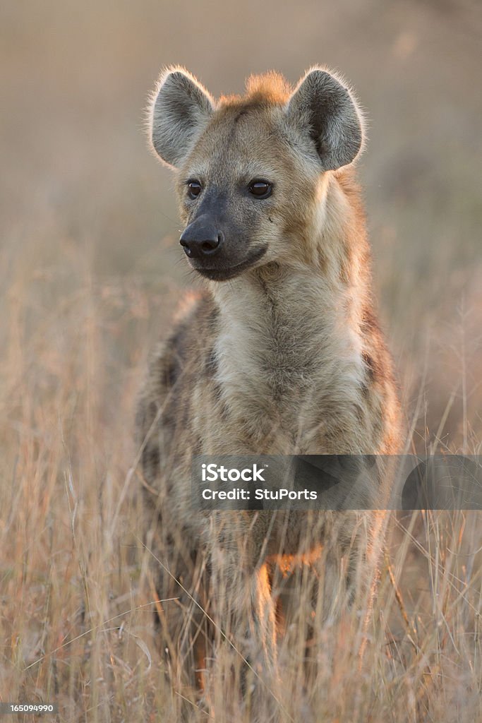 Spotted Hyaena, (Crocuta crocuta), South Africa Spotted Hyaena, (Crocuta crocuta) in South Africa's Kruger Park in the early morning light. Hyena Stock Photo