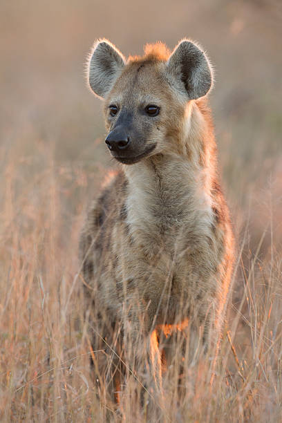 Spotted Hyaena, (Crocuta crocuta), South Africa Spotted Hyaena, (Crocuta crocuta) in South Africa's Kruger Park in the early morning light. spotted hyena photos stock pictures, royalty-free photos & images