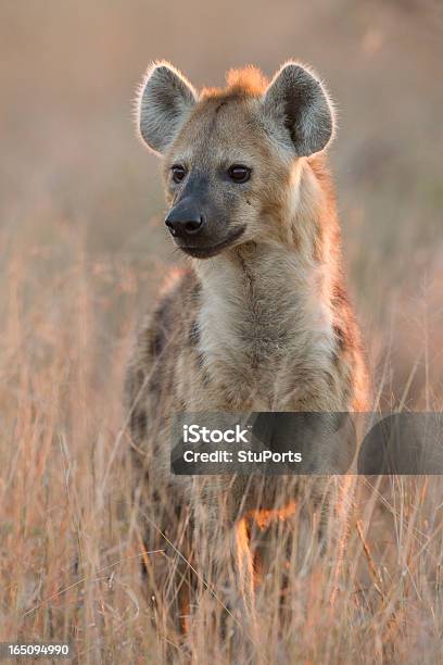 Spotted Hyaena South Africa Stock Photo - Download Image Now - Hyena, Animals In The Wild, Kruger National Park