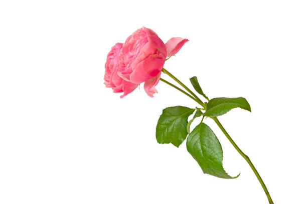 peony pink rose. isolate on white. option available PNG