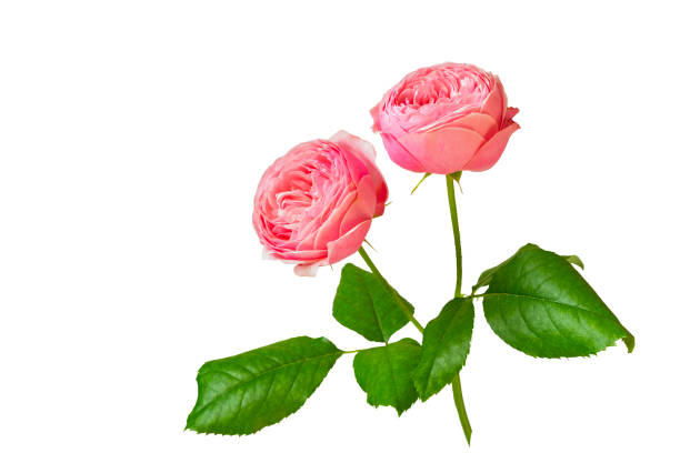 istock peony pink rose. isolate on white. option available PNG 1650950994