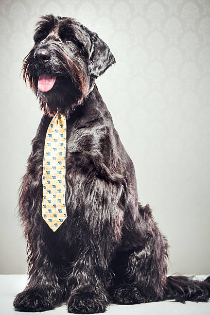 giant schnauzer con fiocco - giant schnauzer foto e immagini stock