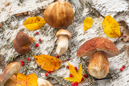 white forest mushrooms and autumn yellow leaves on a background of birch bark. autumn background.