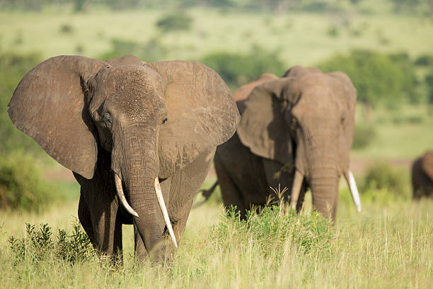 istock African Elephants (Loxodonta africana) in Tanzania 165096857