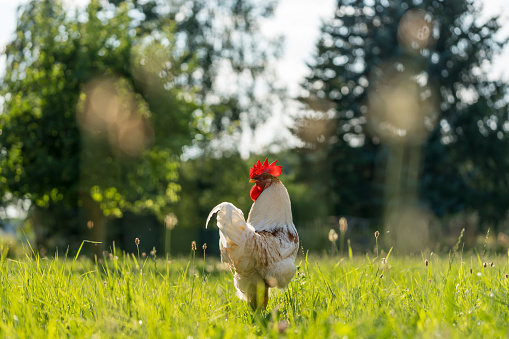 A beautiful rooster on a meadow