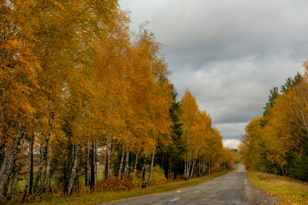 Asphalt road among bright autumn forest.