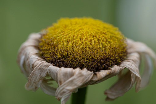 Macro closeup of a wilted daisy
