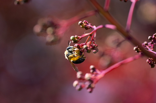 Flying bee on flower,Eifel,Germany.