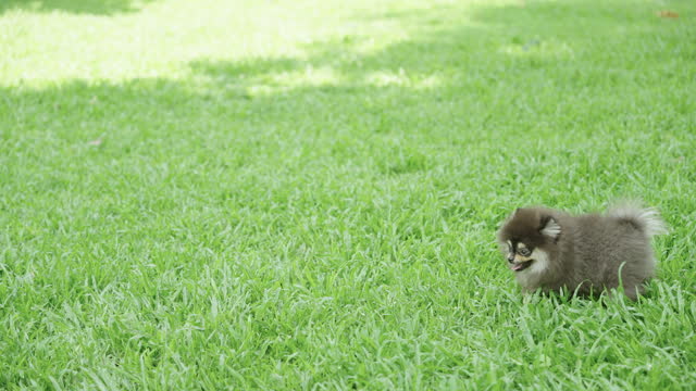 Pomeranian puppy walking through a grassy field.