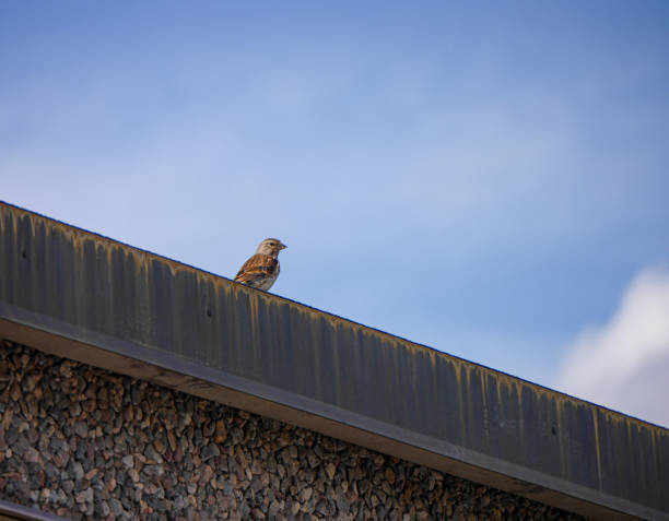 Low angle view of bird perching on roof against sky