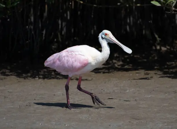 Photo of Foraging Roseate Spoonbill