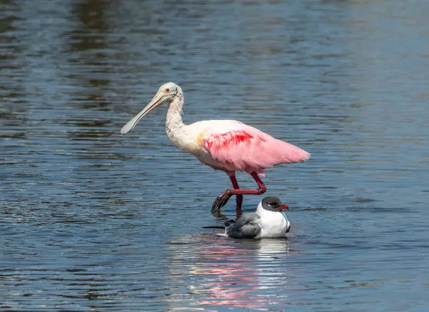 Photo of Roseate Spoonbill and Laughing Gull