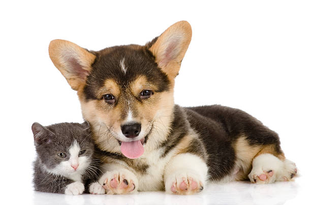 istock puppy and kitten together 165100066