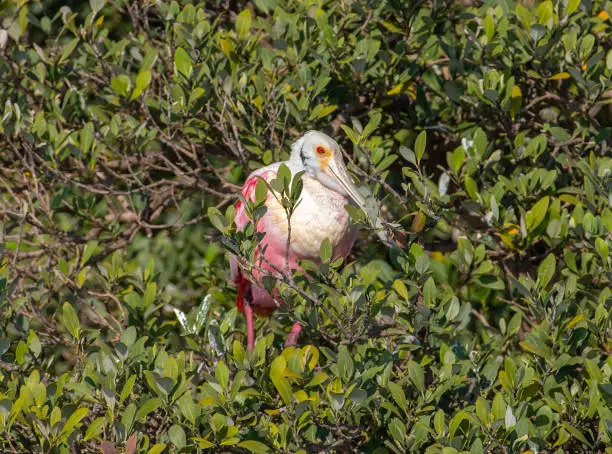 Photo of Roosting Roseate Spoonbill