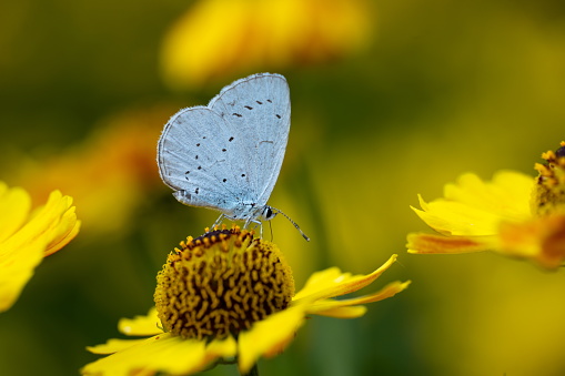 Blue butterflies in the foreground flying in a sunny meadow with white daisies