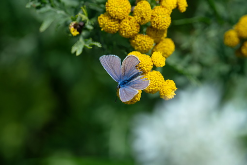 The European Peacock (Aglais io) is a colourful butterfly, found in Europe and temperate Asia as far east as Japan.