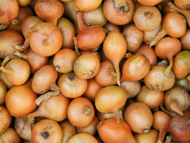 istock A background of onions 1651017019
