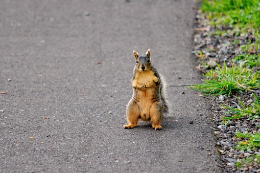 Squirrel standing on back 2 legs on trail