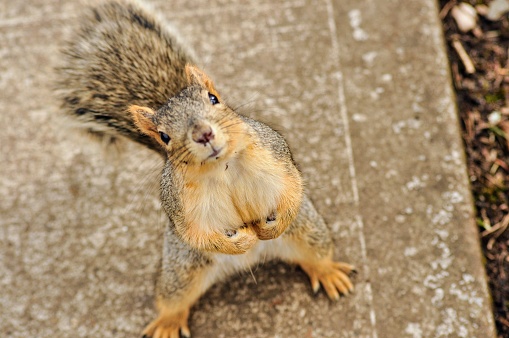 squirrel in St. James' Park in central London; London, United Kingdom