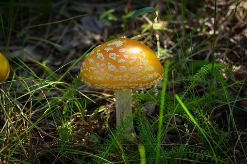 Beautiful bright yellow Amanita muscaria (Fly agaric) is growing among green leaves and grass in the forest floor.