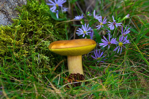 Bright Yellow bolete (or Hemileccinum subglabripes) is growing under the stump among purple aster flowers, green moss and grass and a cone in the forest.