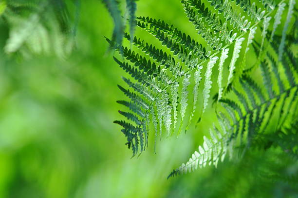 istock Fronds close-up in sunny forest 165103937