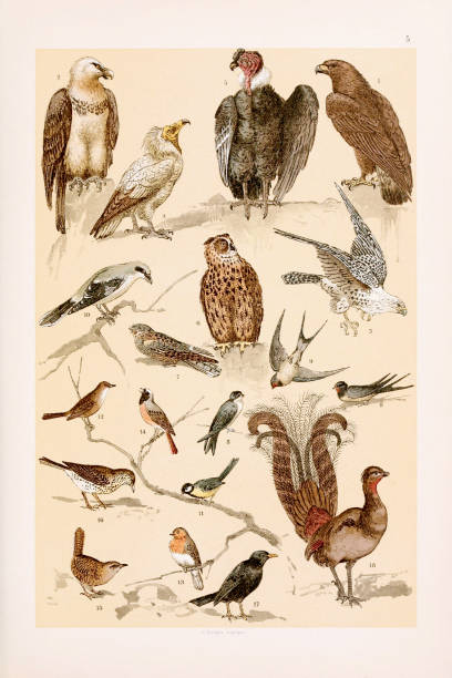 Vintage birds illustration: Golden Eagle, Lamraergeier, Iceland Falcon, Egyptian Vulture, Condor, Horned Owl, Goatsucker, House Martin, Swallow, Great Grey Shrike, Great Tit, Nightingale, Redbreast, Redstart, Wren, Thrush, Blackbird
