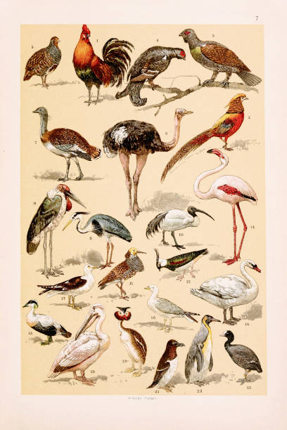 Vintage birds illustration: Jungle Cock, Golden Pheasant, Capercaillie, Blackcock, Partridge, Ostrich, Bustard, Heron,  Adjutant Stork, Ibis, Ruff, Lapwing, Coot, Flamingo, Eider Duck, Swan, Herring Gull, Fulmar Petrel, Pelican, Crested Grebe, Razorbill, King Penguin