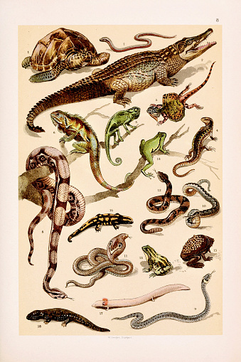 Vintage Zoological illustration: Turtle, Nilotic Crocodile,Chameleon, Sand Lizard, Flying Dragon, Iguana, Slow worm, Boa Constrictor, Ringed Snake, Viper, Cobra, Rattlesnake,Edible Frog, Tree Frog, Surinam Toad, Salamander, Proteus, Amblystome